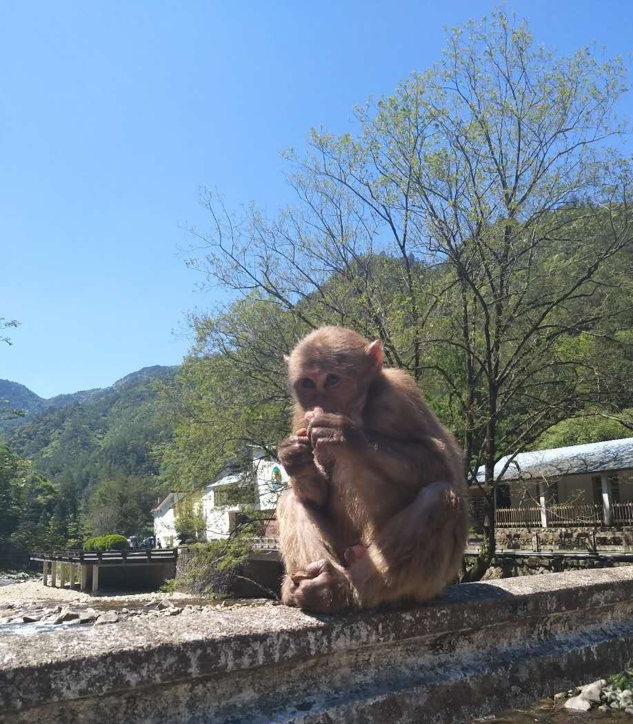 真正的金骏眉是什么样子的,金骏眉究竟什么样子的