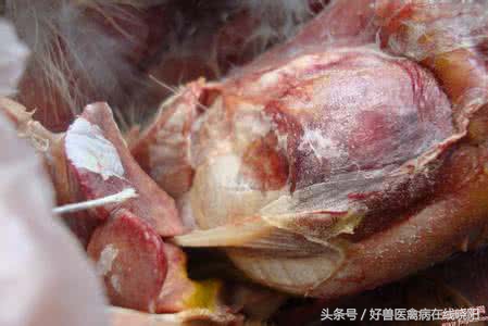 鸡尿酸盐沉积喂什么药,鸡尿酸盐沉积在肾脏的症状