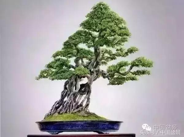 盆景悬根露爪美不胜收