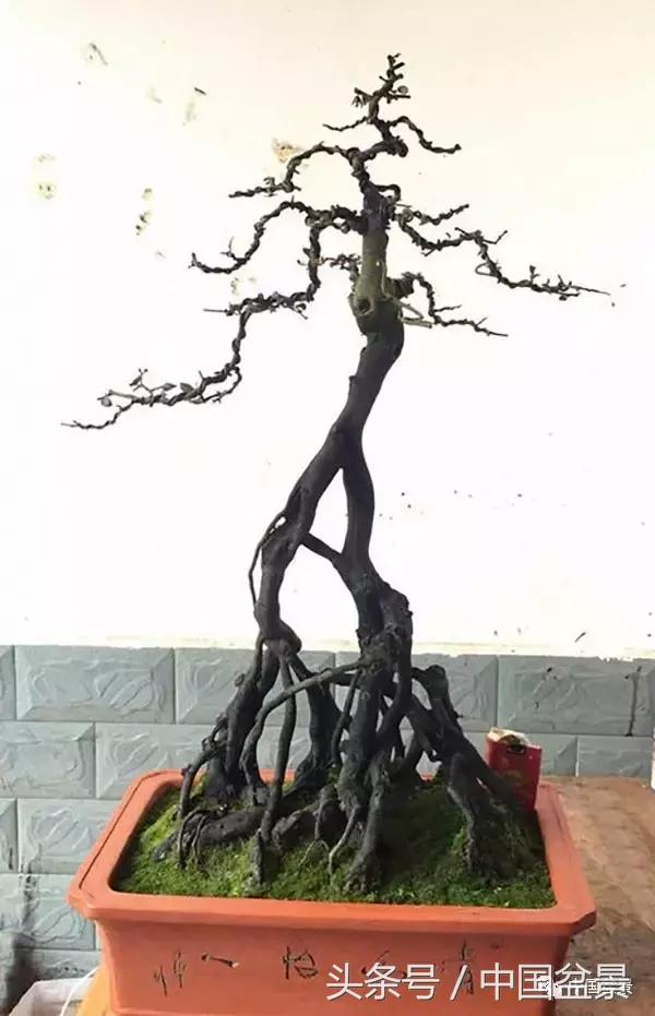 盆景悬根露爪美不胜收