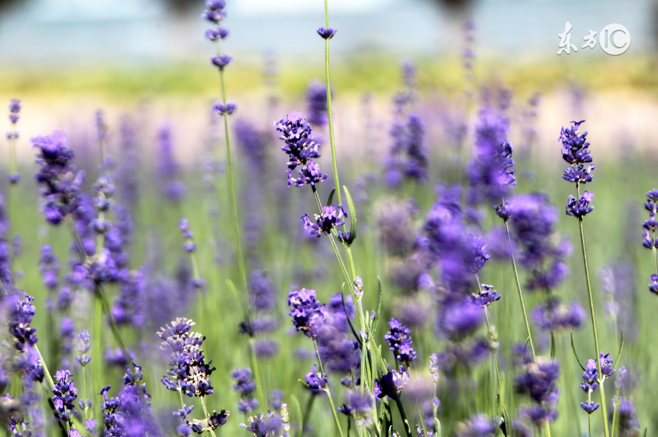 薰衣草之乡浪漫的地方普罗旺斯,普罗旺斯薰衣草庄园游玩