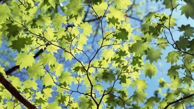 手机知识情报局｜手机发热怎么办？凯特帮你来支招！