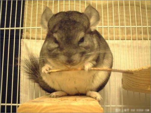 龙猫刚到家怎么养龙猫亲近自己,龙猫怎么养龙猫吃什么