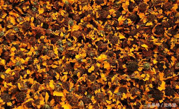 雪菊红枣茶功效与禁忌,天山雪菊茶的功效与禁忌