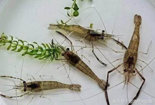 钓鱼遇到小鱼闹窝怎么办,虾闹窝最有效解决办法