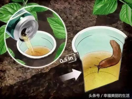 花草除虫的最佳方法,盆栽花除虫防虫技巧