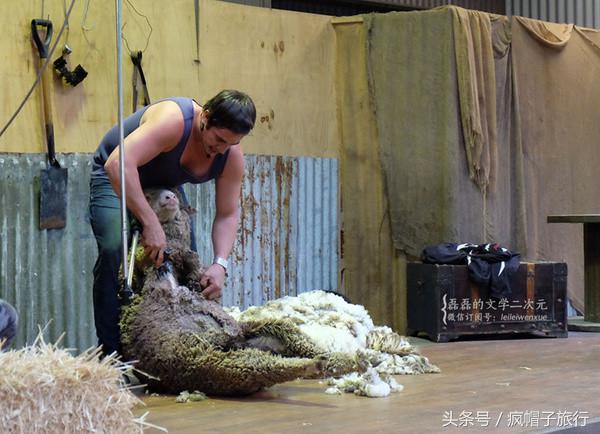 36个必须知道的澳洲旅行贴士,澳洲昆士兰州自由行攻略