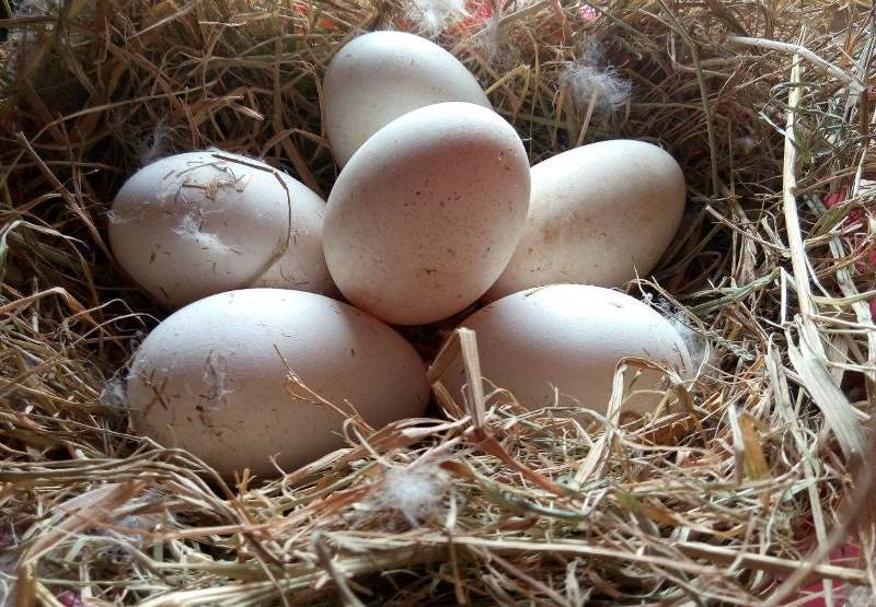鸡蛋鸭蛋鹅蛋鸽子蛋哪个最有营养,鸡蛋鹅蛋鸽子蛋的营养有什么差别