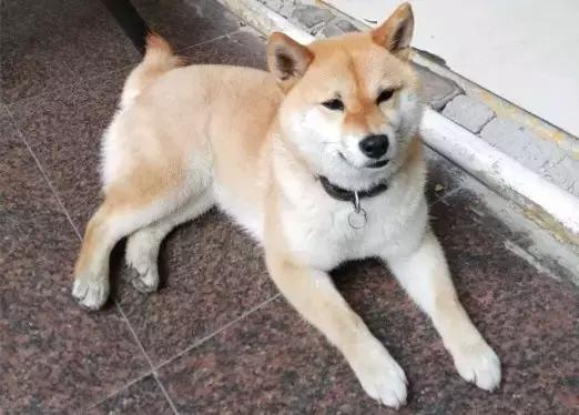 经典原味章鱼小丸子抖音团购,章鱼小丸子重新回锅