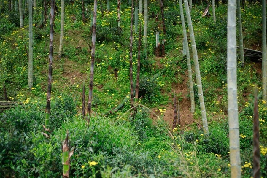 真正的金骏眉是什么样子的,金骏眉究竟什么样子的