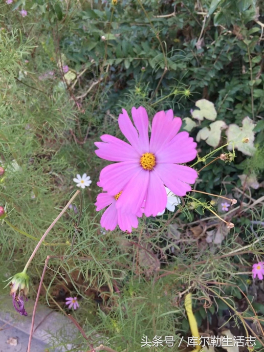 库尔勒绿化带,库尔勒绿化带灌木是什么