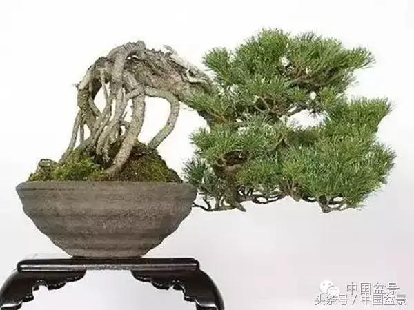 盆景悬根露爪美不胜收