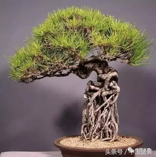 盆景悬根露爪美不胜收