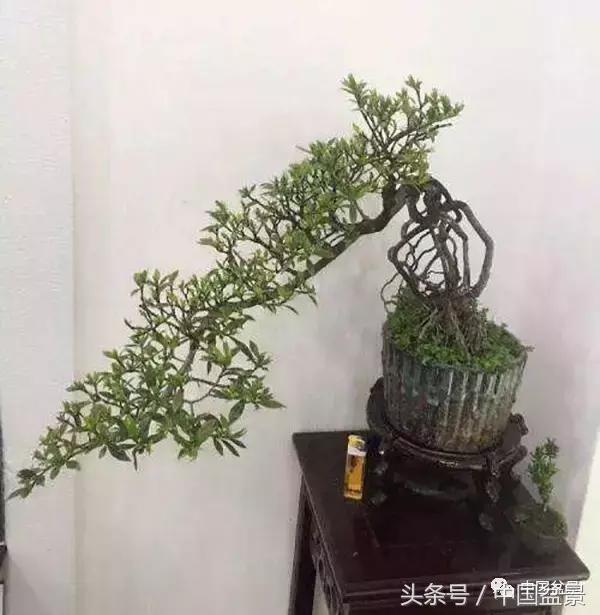 盆景悬根露爪美不胜收