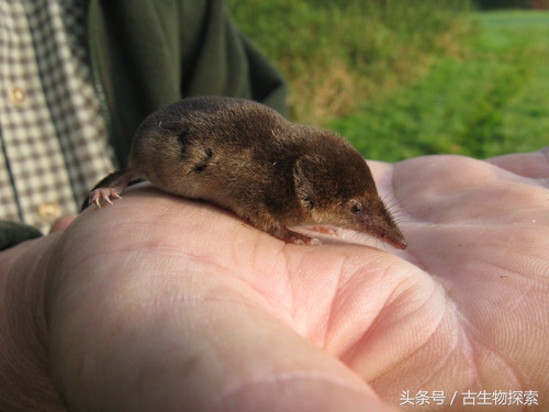 世界上最小的哺乳动物是什么,最小的哺乳生物