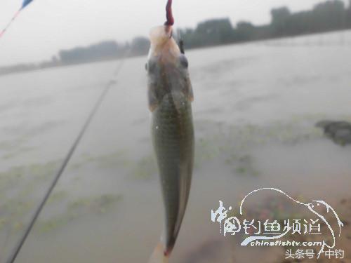 野河深秋降温后钓鲫鱼,冬钓鲫阴雨天怎样钓