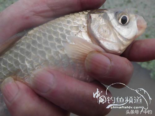 野河深秋降温后钓鲫鱼,冬钓鲫阴雨天怎样钓