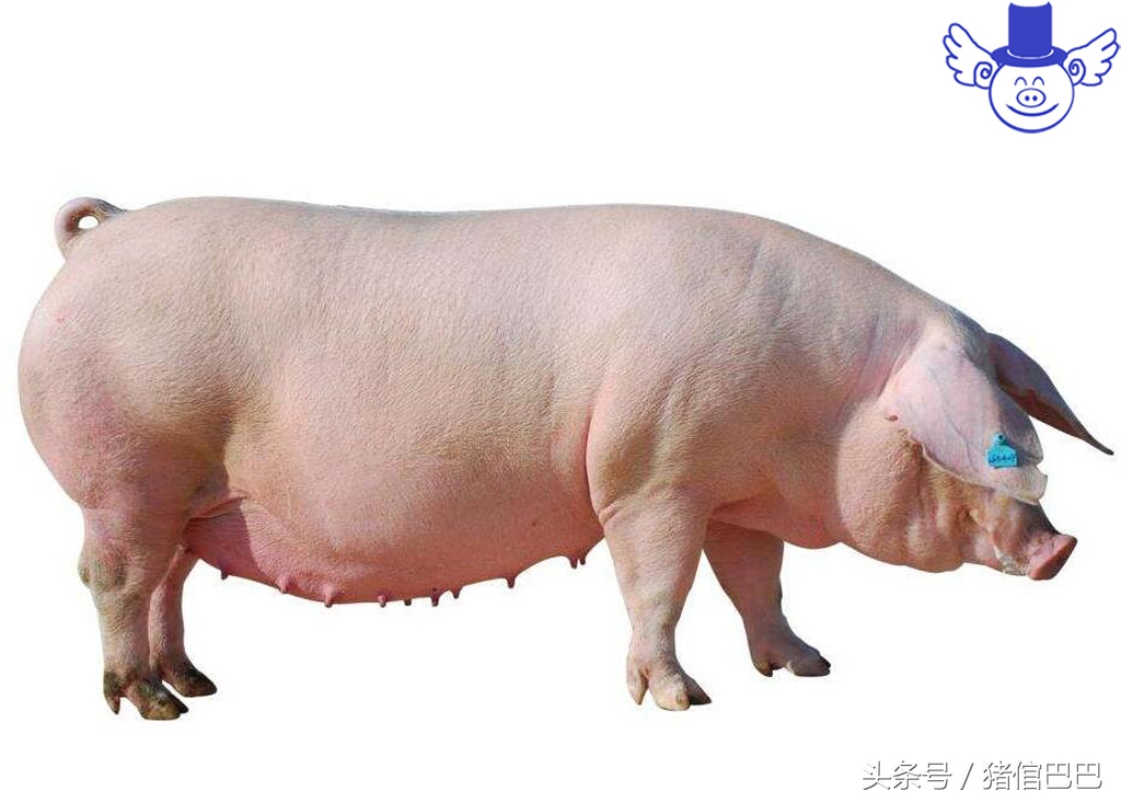 只有解决母猪返情这一大难题,才能保证自繁自养的效益!