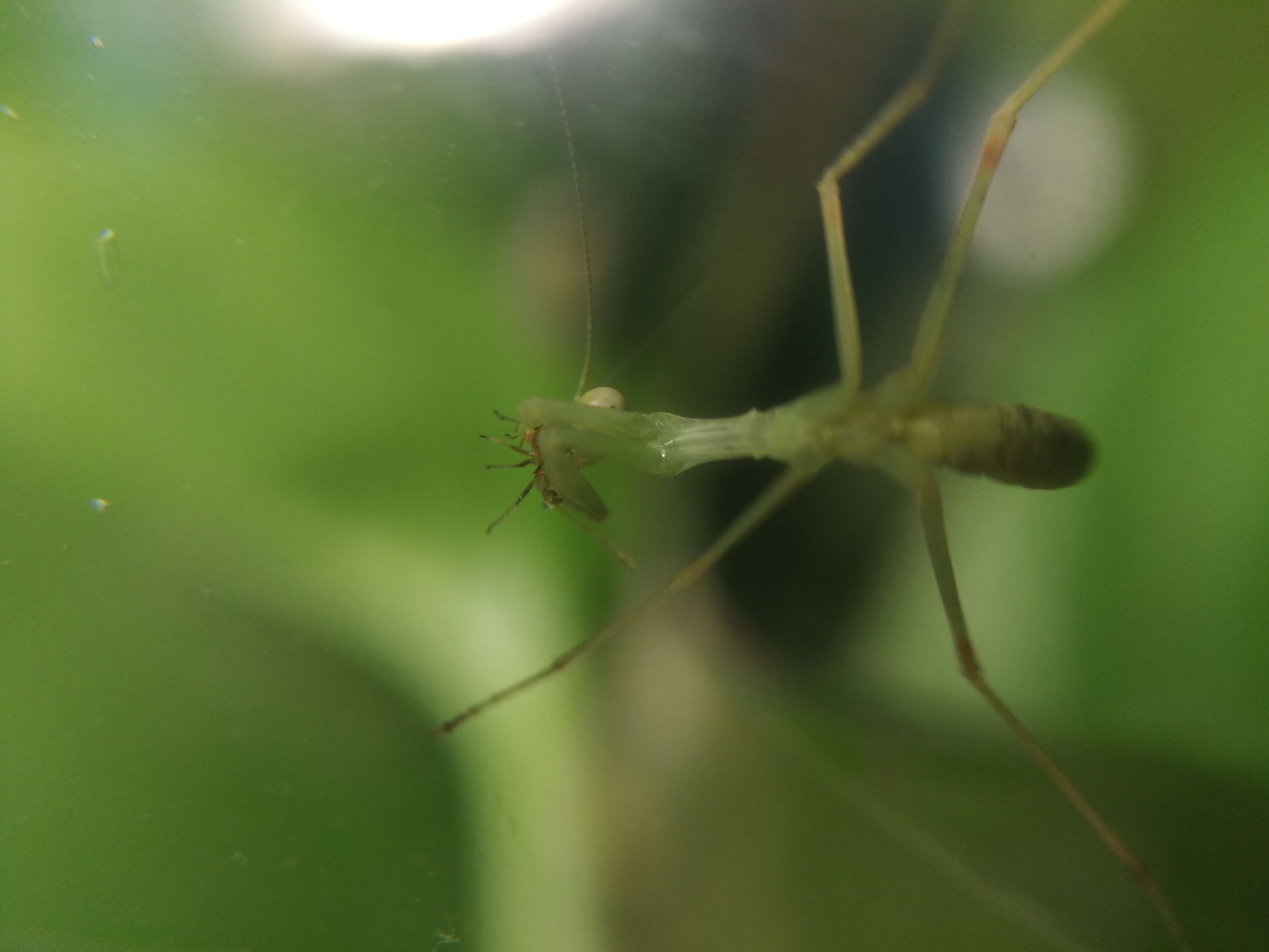 你见过迷你小螳螂吗,小螳螂吃小虫子吗