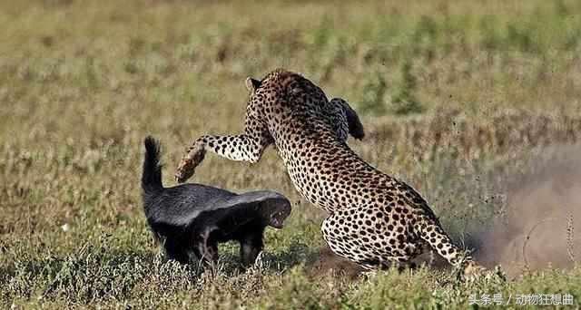 动物界杠把子平头哥,平头银发白披风,非洲大地我最凶