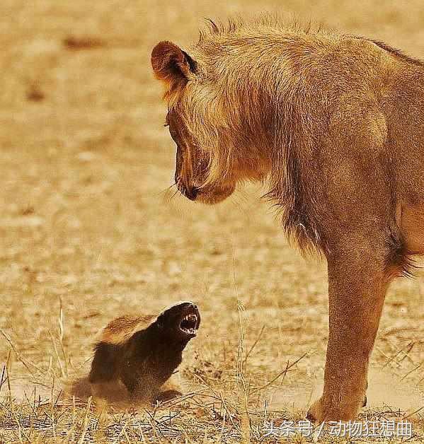 动物界杠把子平头哥,平头银发白披风,非洲大地我最凶