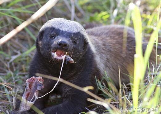 动物界杠把子平头哥,平头银发白披风,非洲大地我最凶