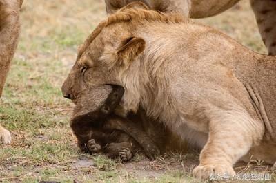 动物界杠把子平头哥,平头银发白披风,非洲大地我最凶