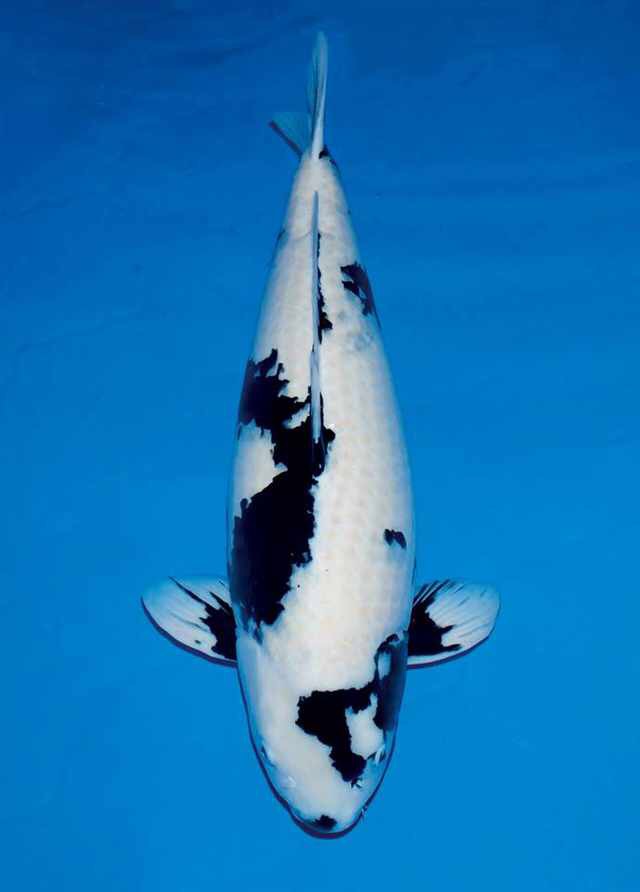 养锦鲤鱼必备鱼药,锦鲤常见鱼药