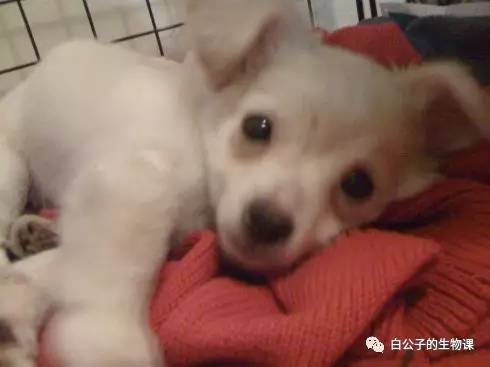 天冷怎么护理狗宝宝,天气冷了狗宝宝应该怎么养