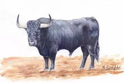 这只旷野露JJ黑牛是如何逆袭成西班牙文化符号的?认识板鸭圣斗牛