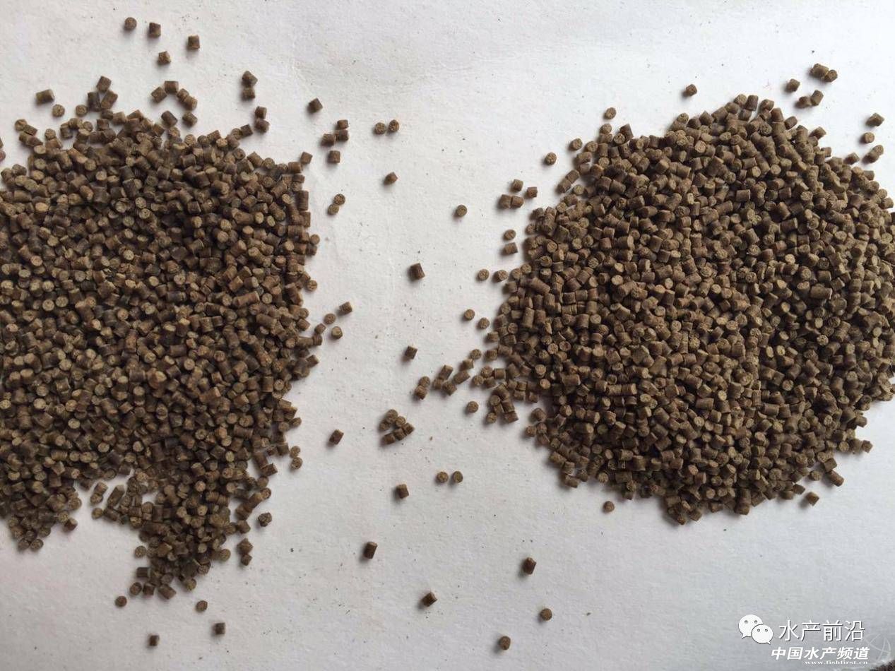 台湾泥鳅有哪些特点,为什么台湾泥鳅取代了本地泥鳅