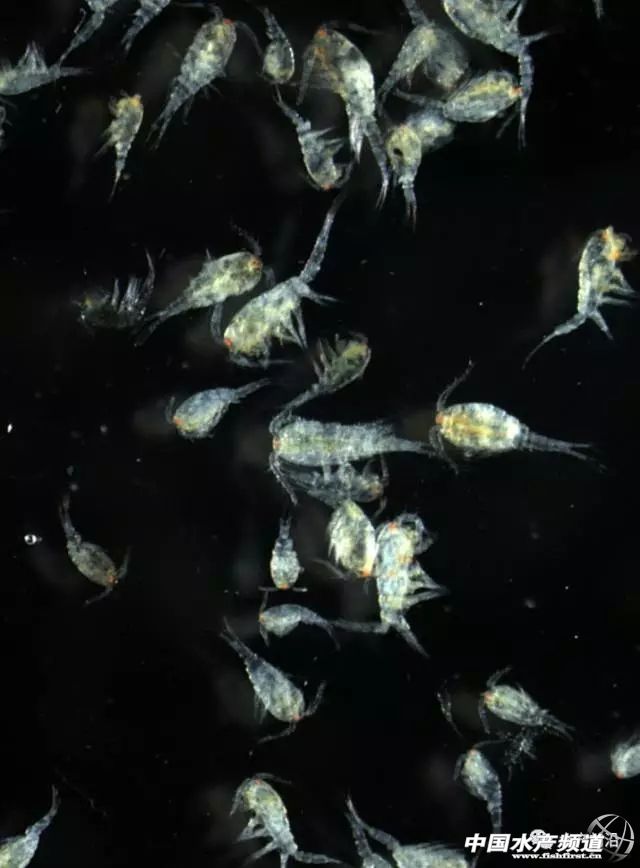 它为何两年就能为一百多家苗场追棒使用？