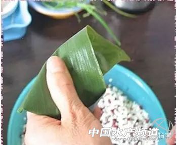 海鲜粽子一定要干海鲜吗,海鲜粽子需要什么材料