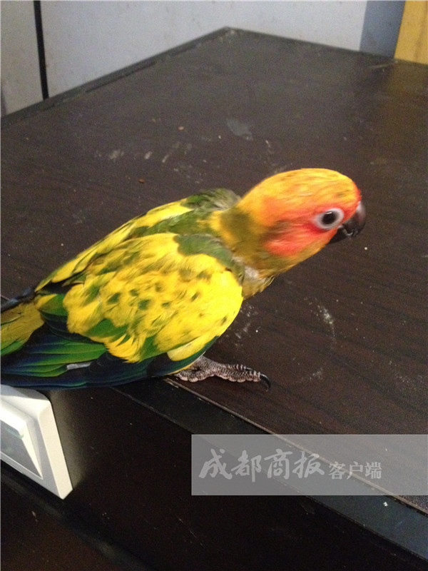 成都小伙收购12只鹦鹉拿到网上卖结果被判刑罚了3万元