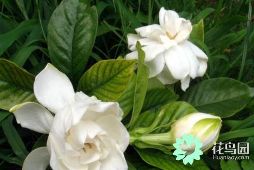 栀子花室内可以养吗有毒吗 (栀子花有毒吗适合在室内养吗)