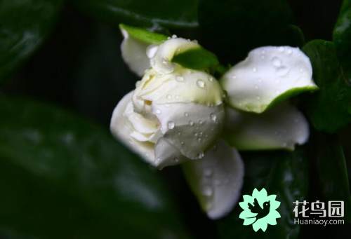 栀子花室内可以养吗有毒吗 (栀子花有毒吗适合在室内养吗)