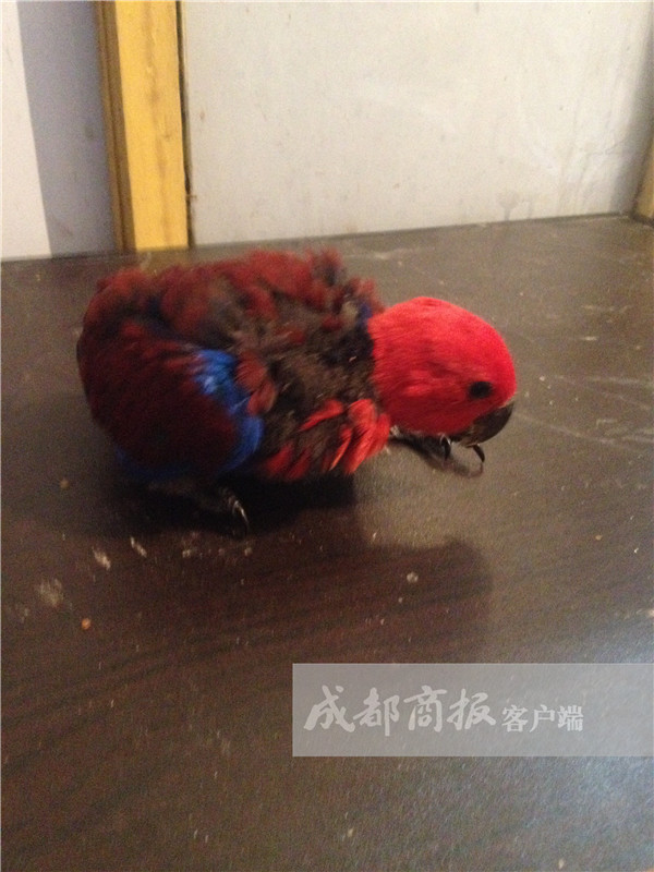 成都小伙收购12只鹦鹉拿到网上卖结果被判刑罚了3万元