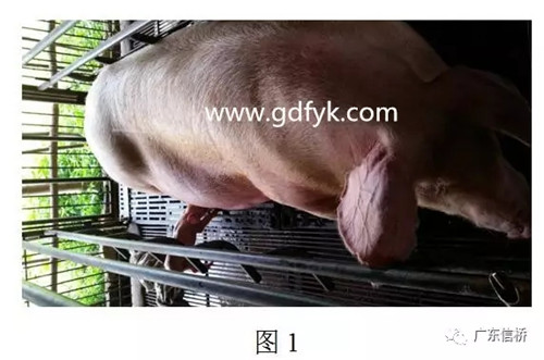 中暑造成死亡原因,中暑的表现和怀孕初期症状