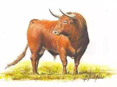 这只旷野露JJ黑牛是如何逆袭成西班牙文化符号的?认识板鸭圣斗牛