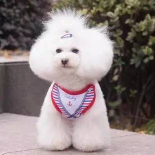 狗狗胸背P链项圈学问大了！快来看看你选的对不对