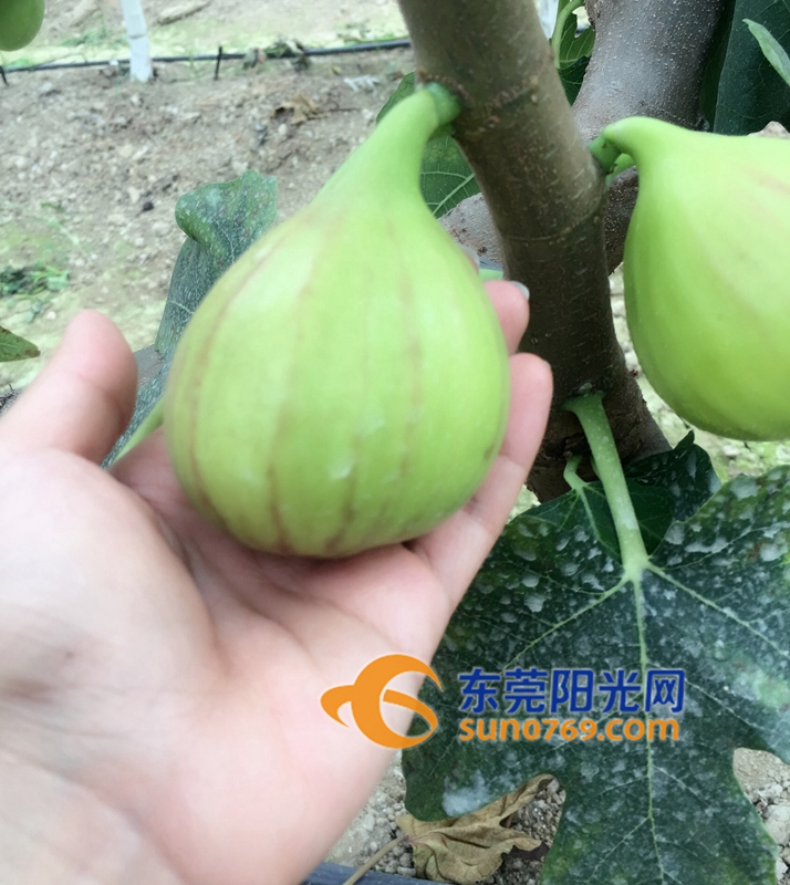 新上市的无花果,青皮无花果上市
