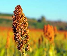 芒种开运的最佳方法,芒种咋过