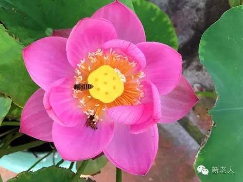 全国56个市花图片,中国各市市花集中图