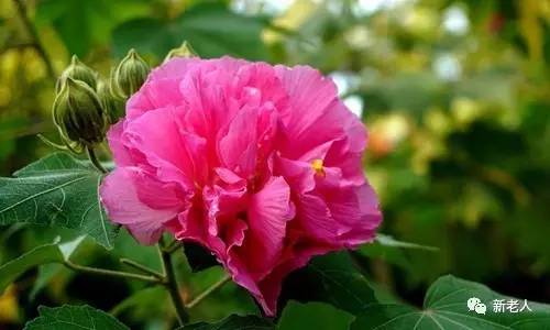 全国56个市花图片,中国各市市花集中图