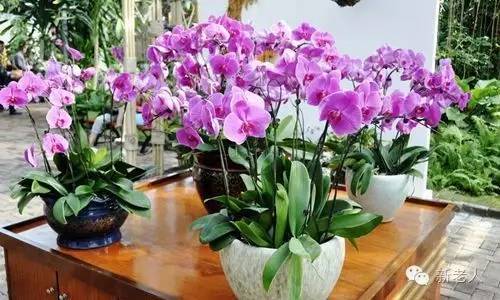 全国56个市花图片,中国各市市花集中图