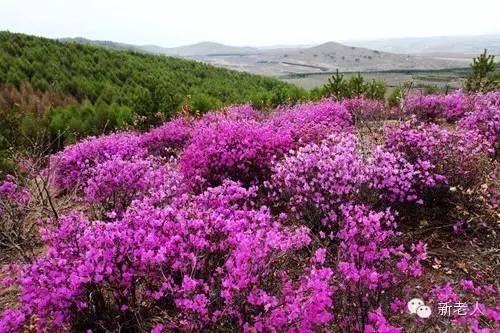 全国56个市花图片,中国各市市花集中图