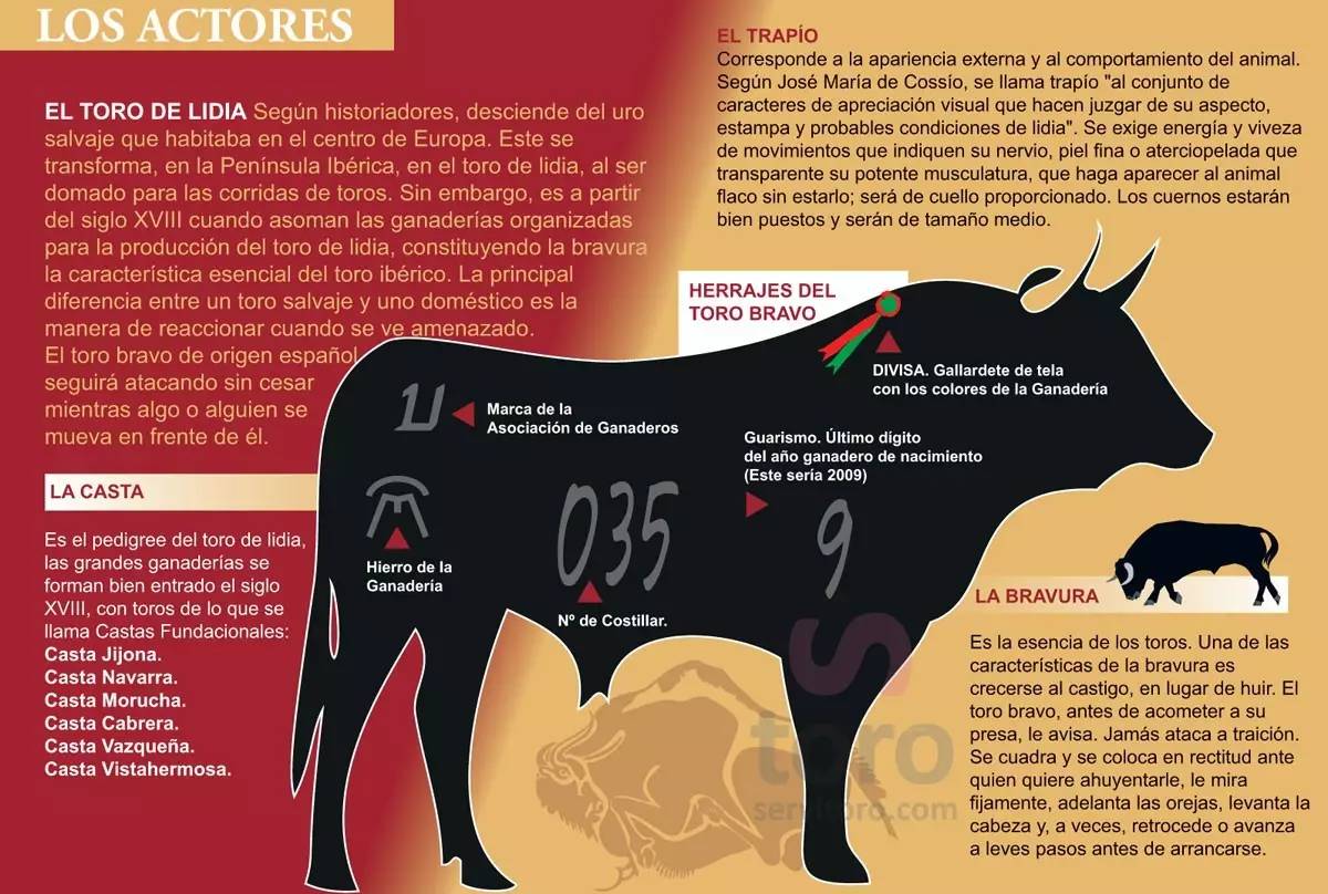 这只旷野露JJ黑牛是如何逆袭成西班牙文化符号的?认识板鸭圣斗牛
