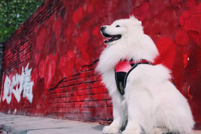 狗狗胸背P链项圈学问大了！快来看看你选的对不对