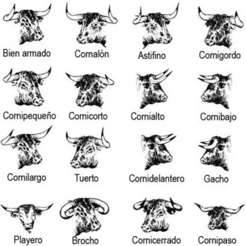 这只旷野露JJ黑牛是如何逆袭成西班牙文化符号的?认识板鸭圣斗牛