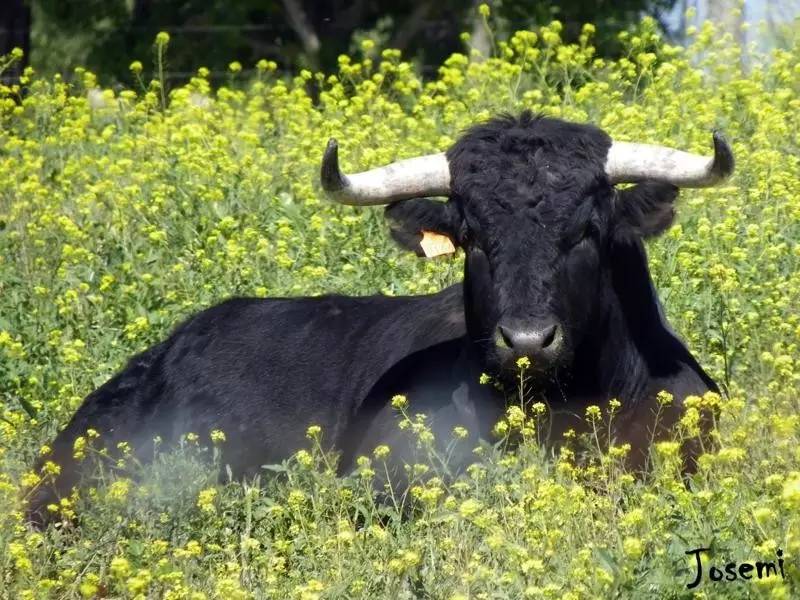 这只旷野露JJ黑牛是如何逆袭成西班牙文化符号的?认识板鸭圣斗牛
